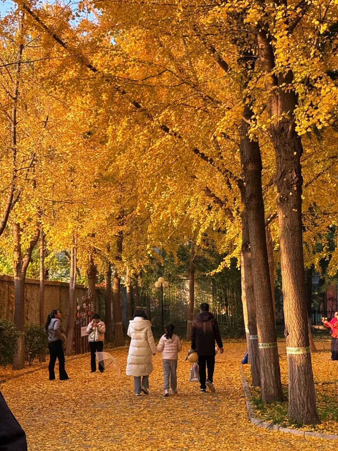 （石家庄）……顶美银杏大道……全免费～