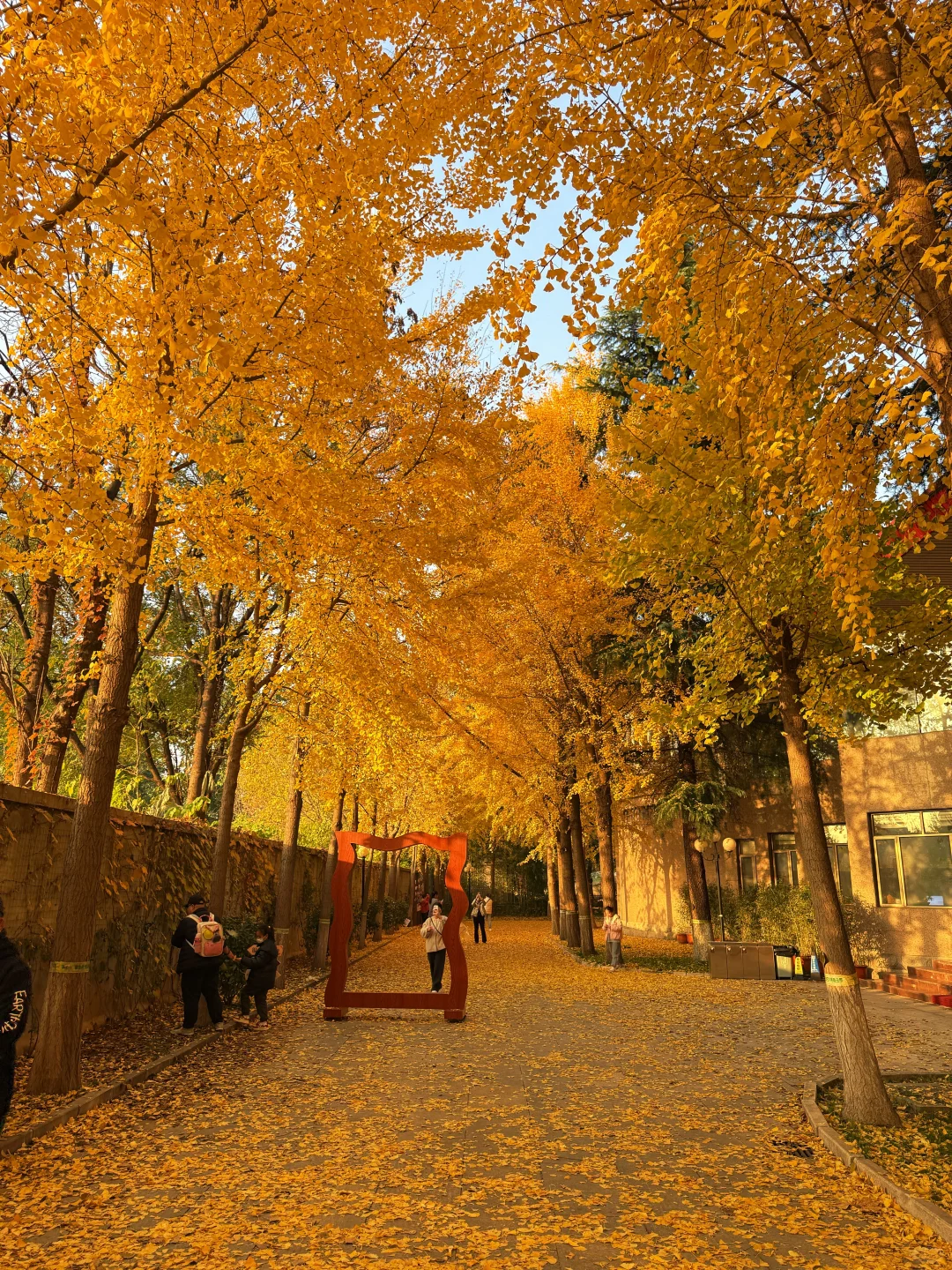 （石家庄）……顶美银杏大道……全免费～