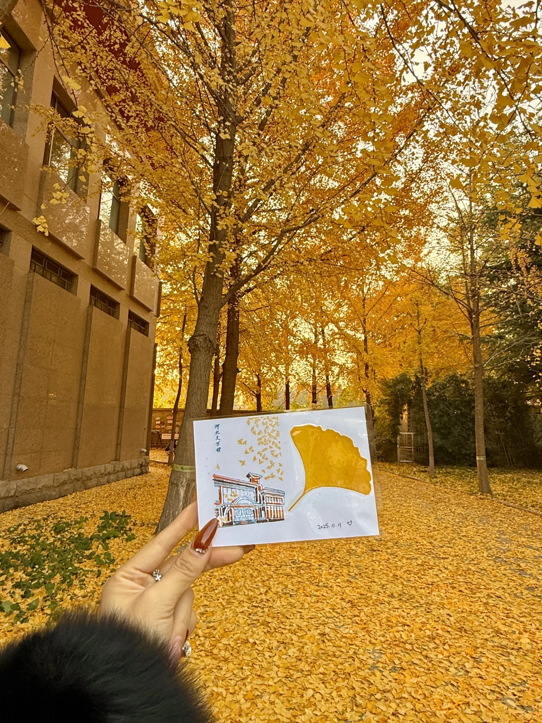 （石家庄）……顶美银杏大道……全免费～