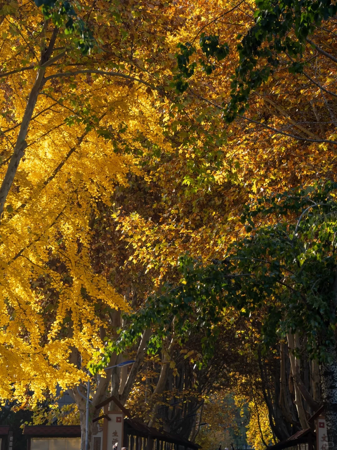 📍石家庄！赏秋好去处！6️⃣个公园合集