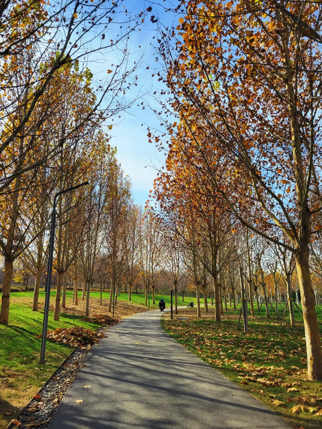 官宣❗️石家庄的封神秋色在这里❗️
