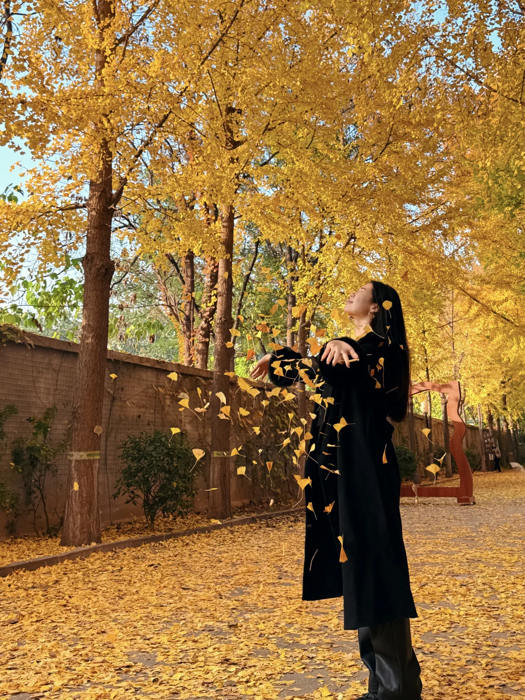 （石家庄）……顶美银杏大道……全免费～