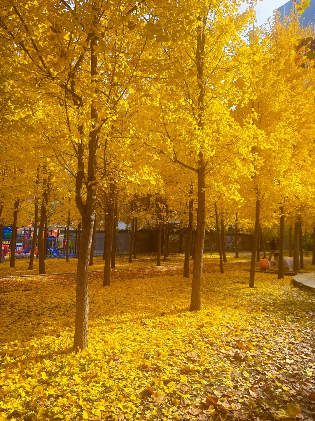 最后一周！错过等一年！石家庄银杏绝美机位