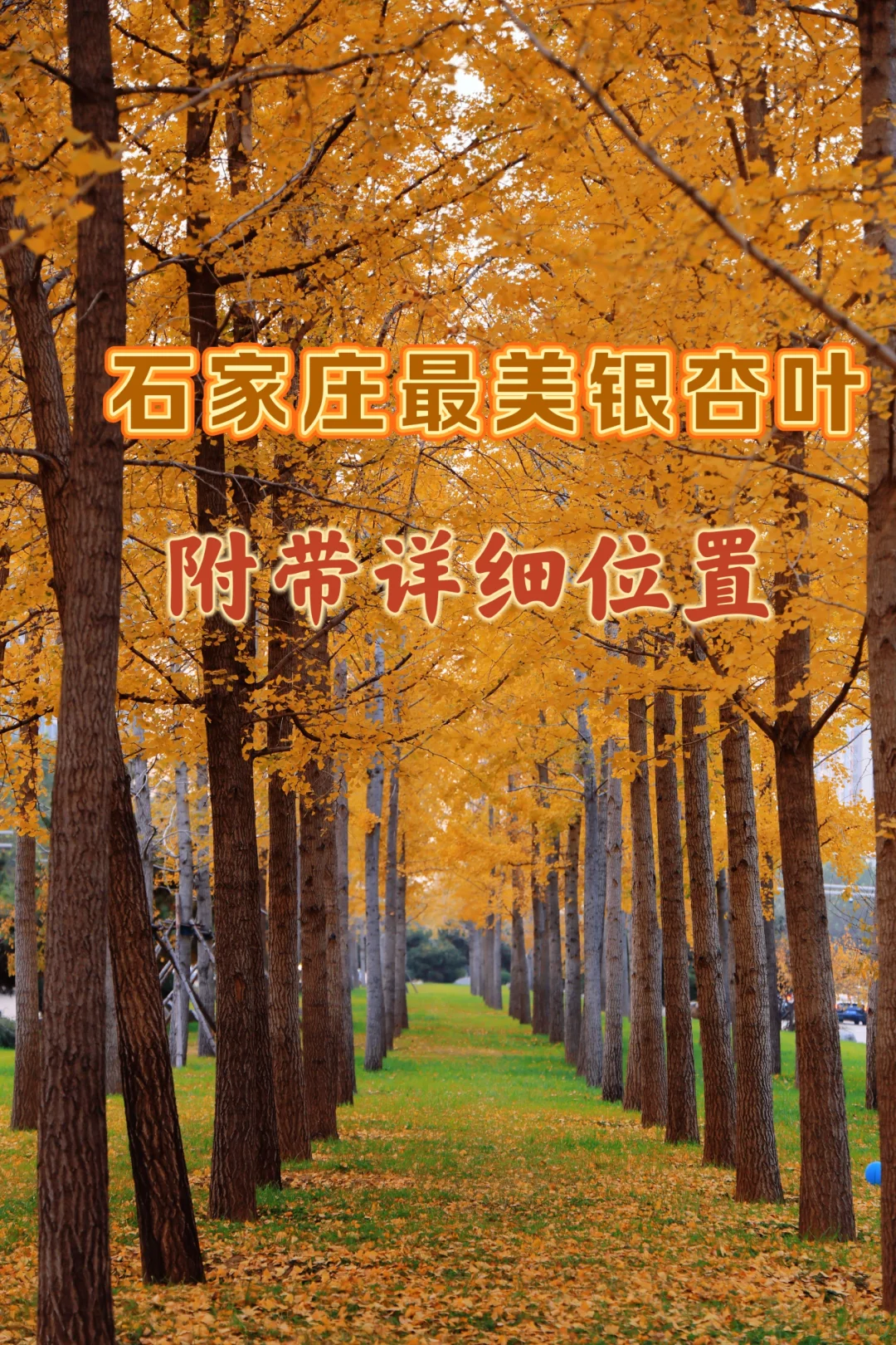 石家庄银杏大道！附带详细位置