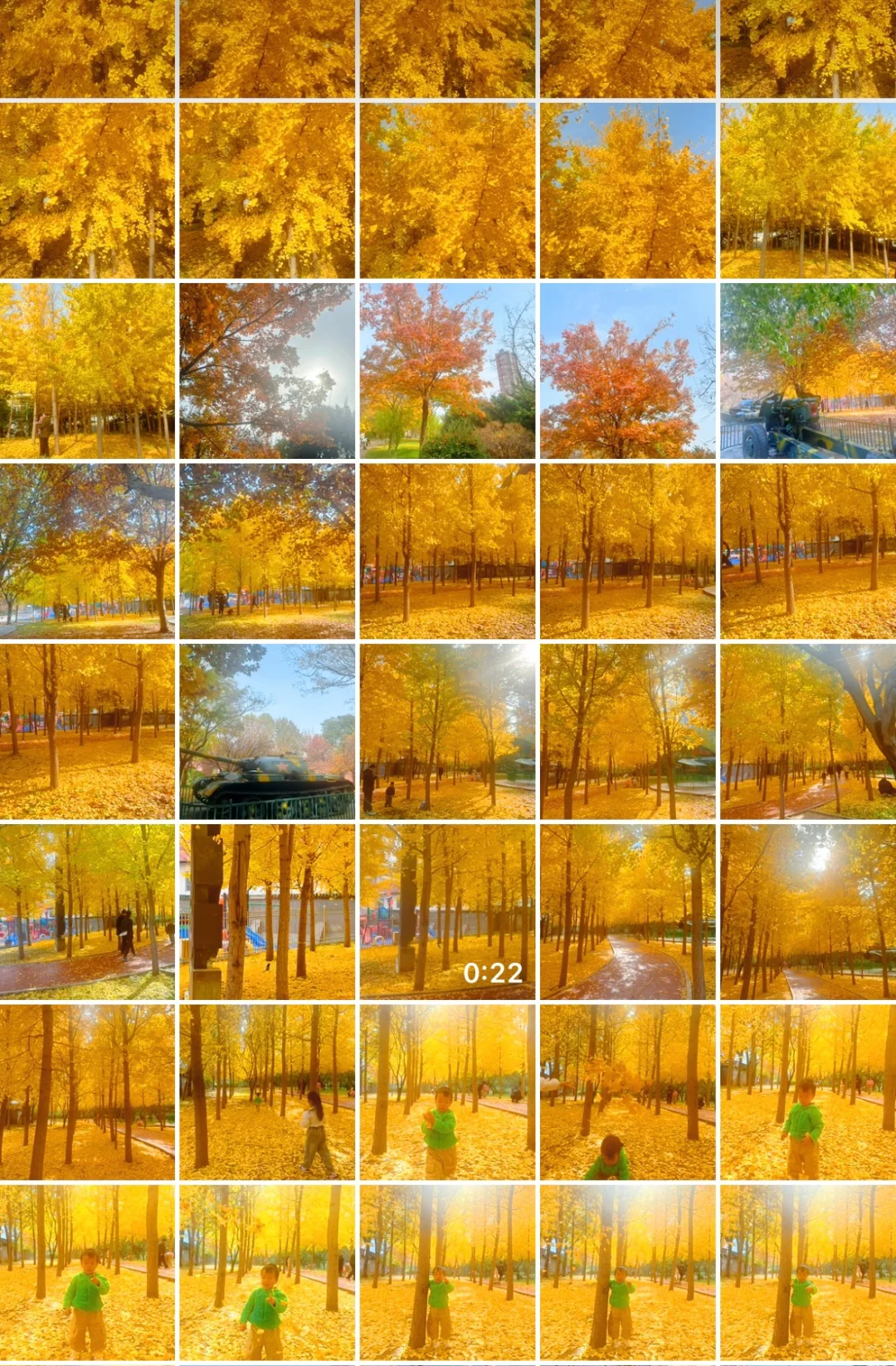 最后一周！错过等一年！石家庄银杏绝美机位