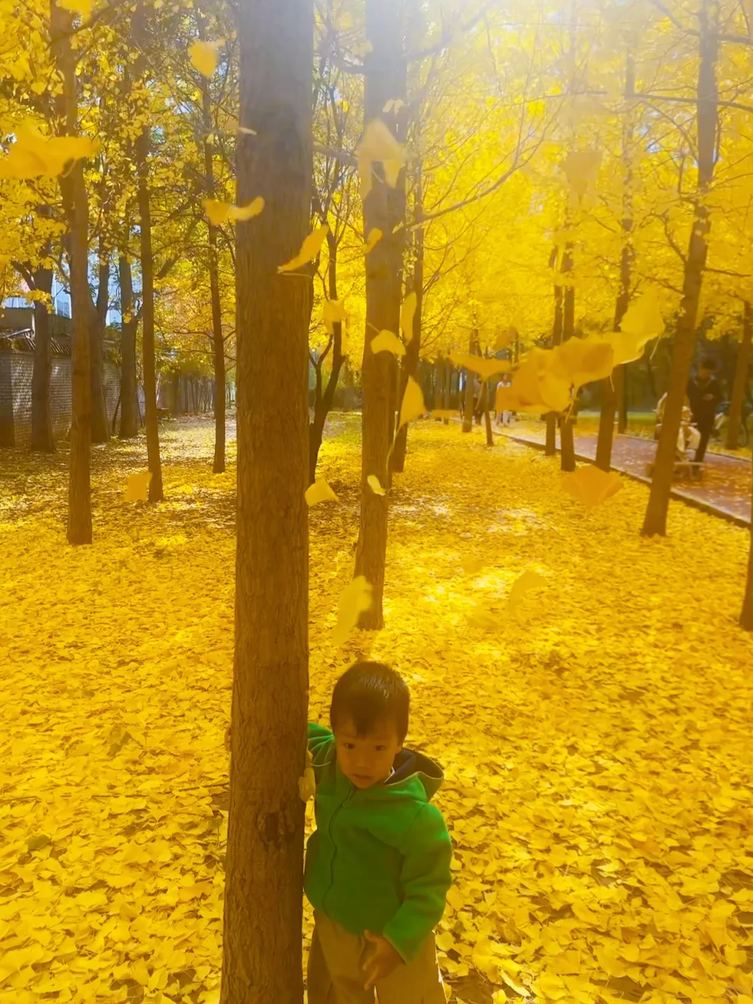 最后一周！错过等一年！石家庄银杏绝美机位