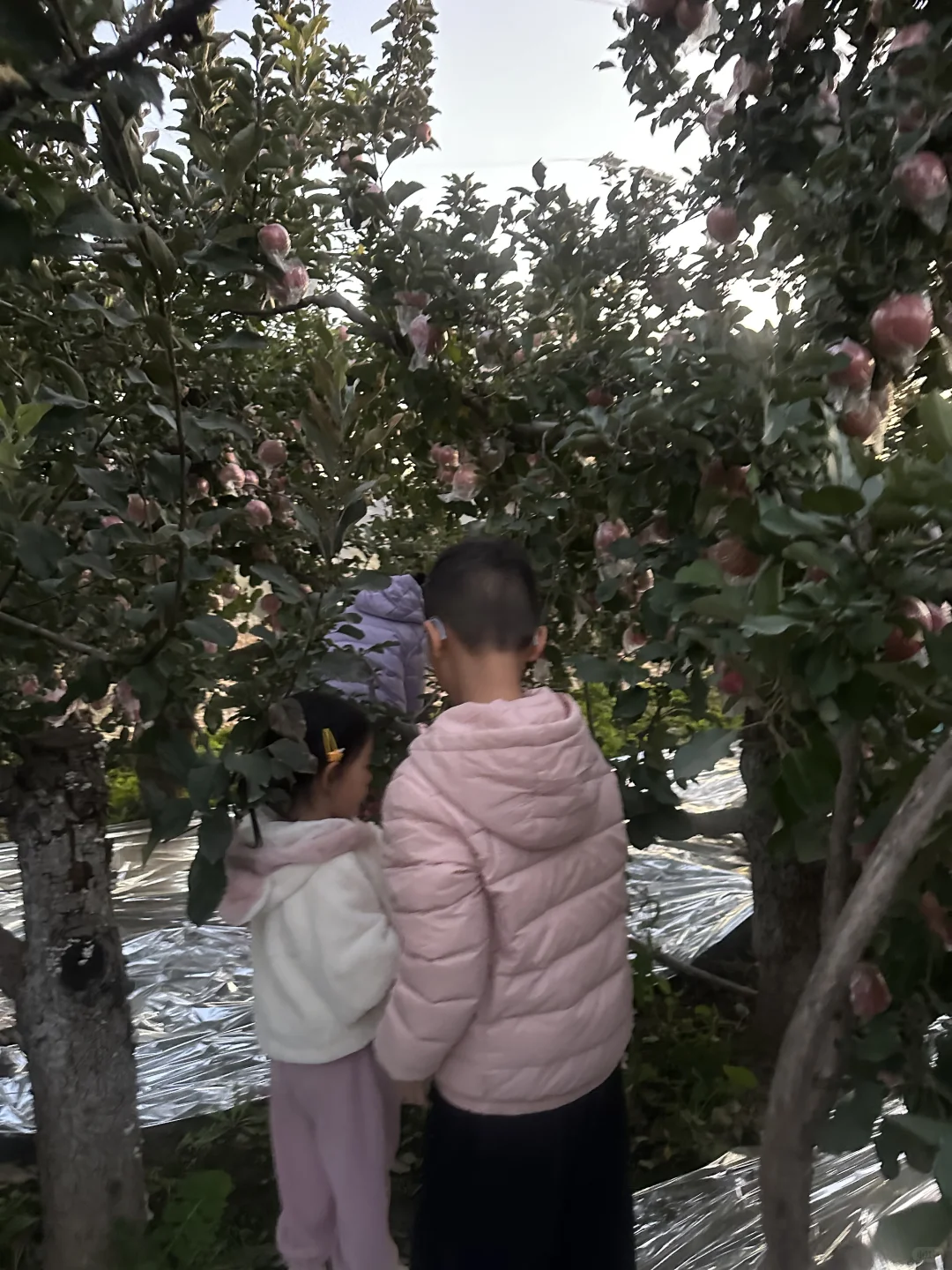 摘苹果去啦~