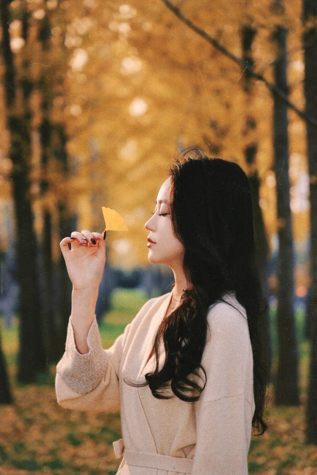 石家庄银杏大道！附带详细位置