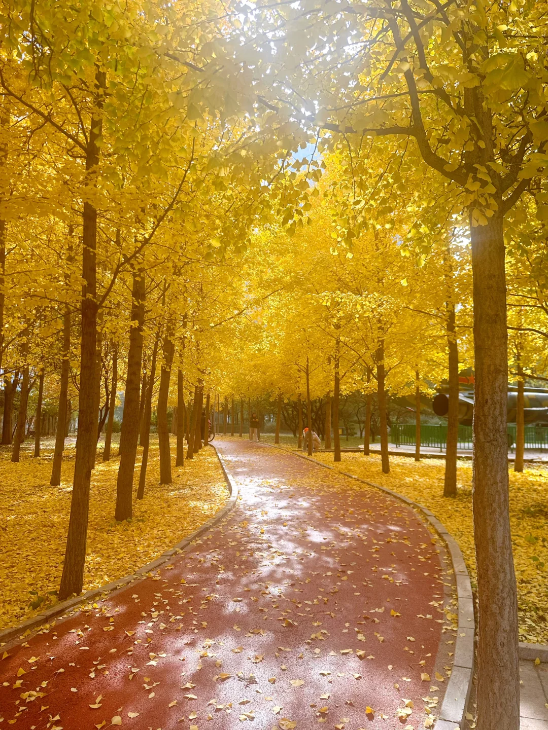 最后一周！错过等一年！石家庄银杏绝美机位