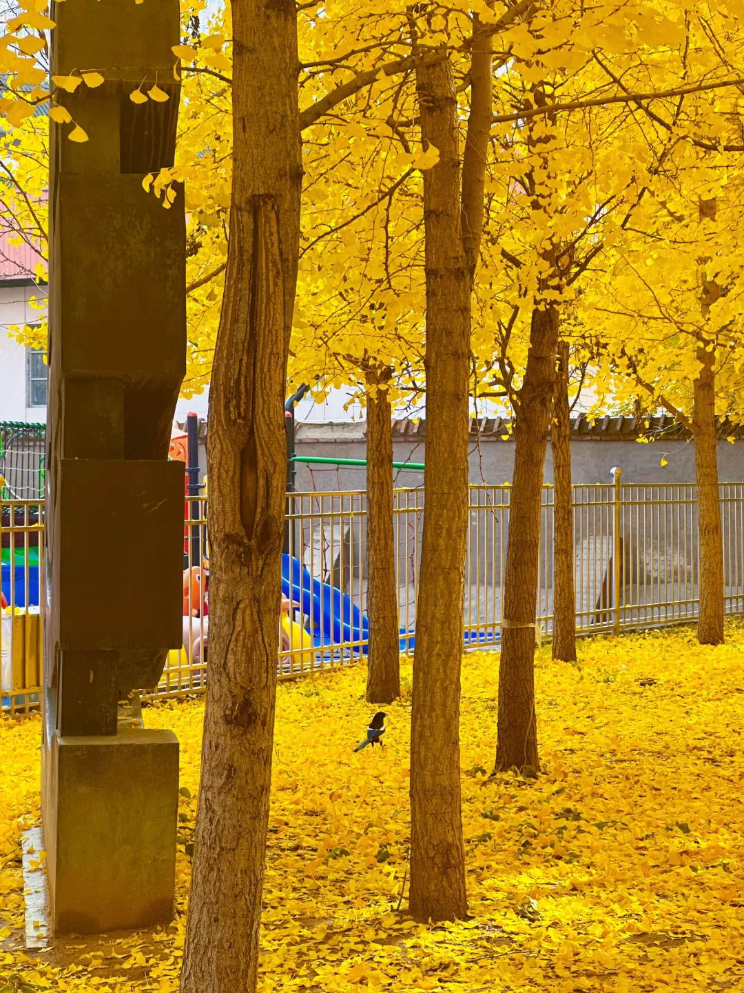 最后一周！错过等一年！石家庄银杏绝美机位