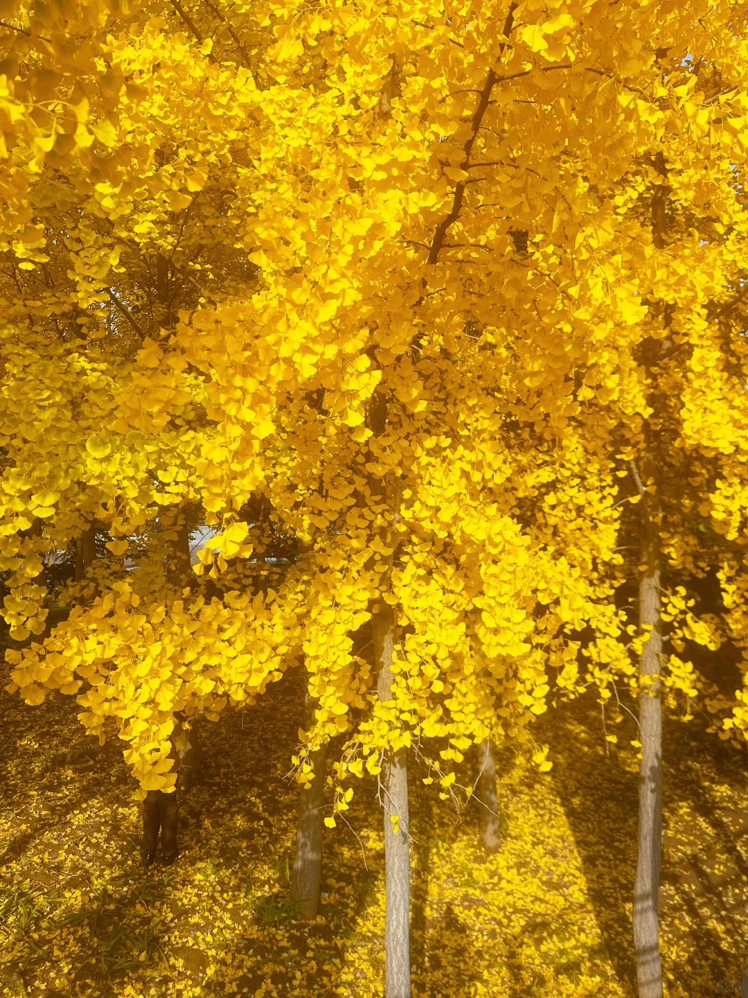 最后一周！错过等一年！石家庄银杏绝美机位