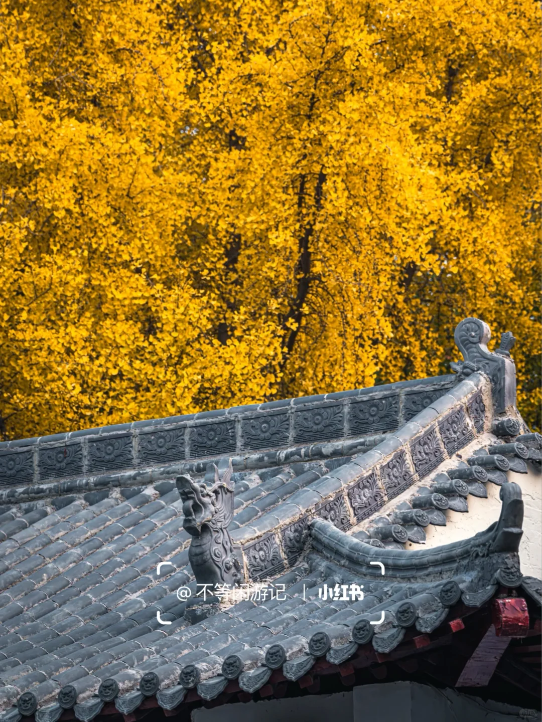 石家庄📍中式美学配秋色，这些公园——绝了🍂