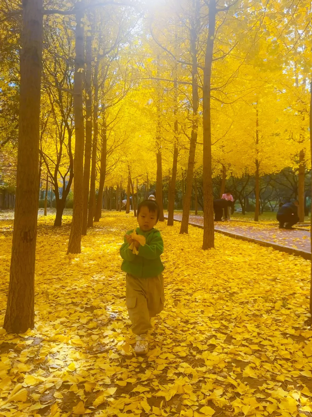 最后一周！错过等一年！石家庄银杏绝美机位