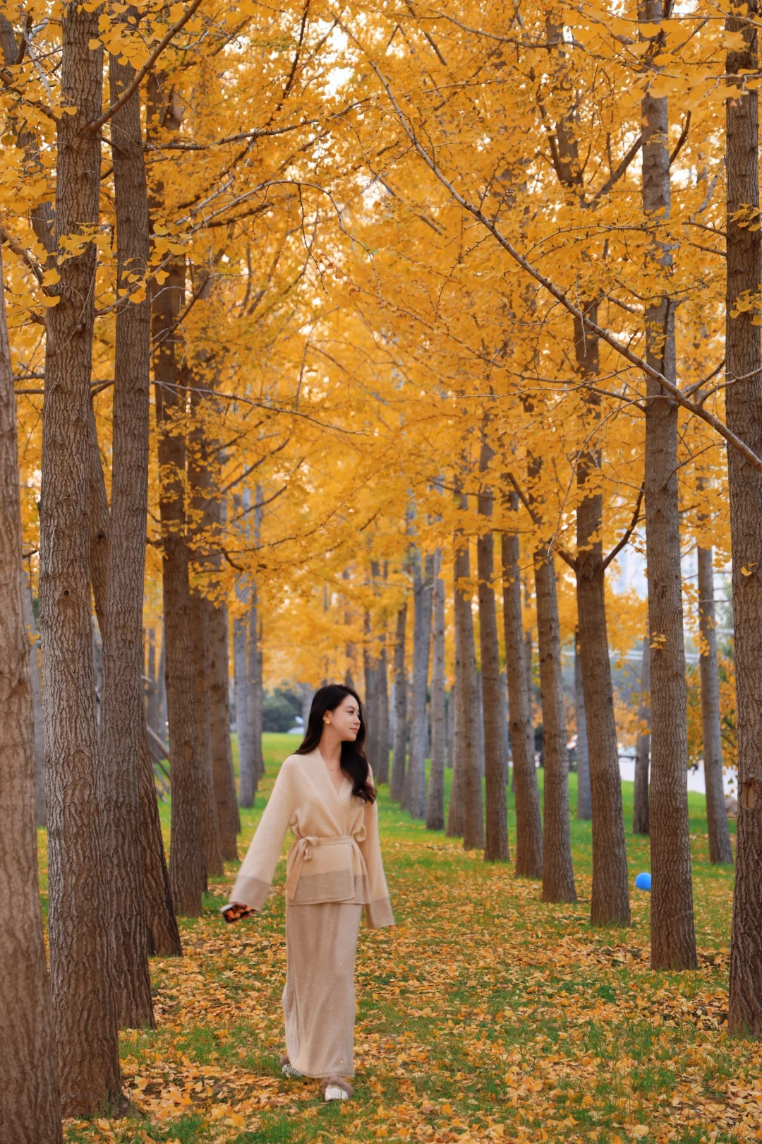 石家庄银杏大道！附带详细位置