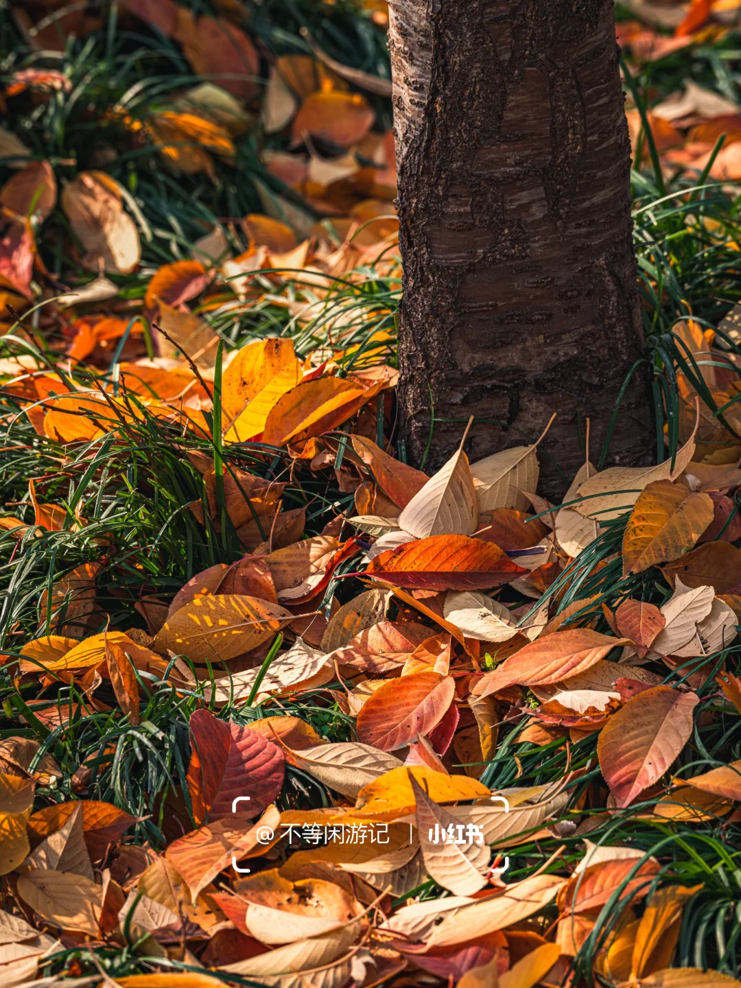 石家庄📍洋气的秋天，藏在这几个地方🍁