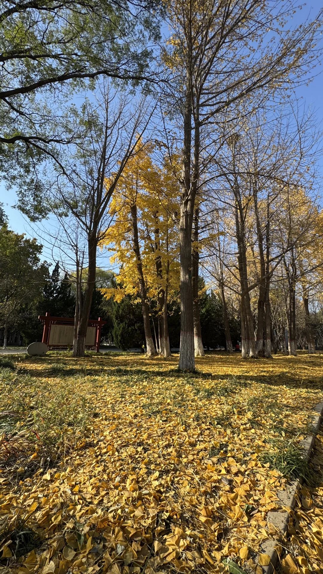 11月14号石家庄植物园现状无滤镜