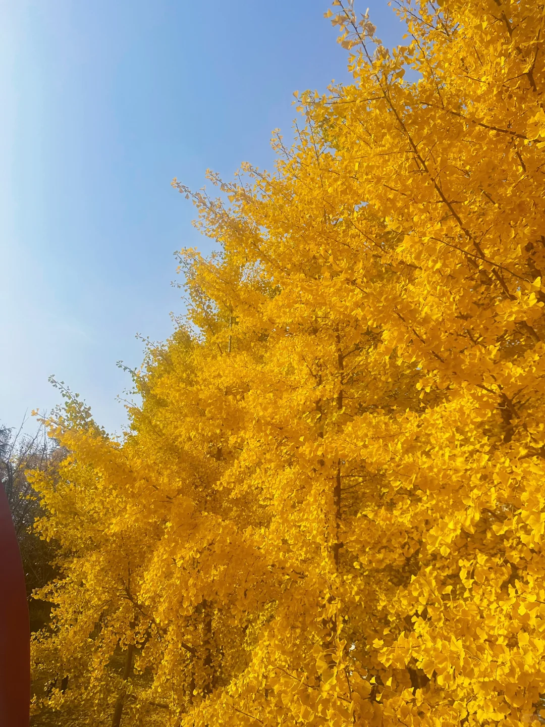 最后一周！错过等一年！石家庄银杏绝美机位