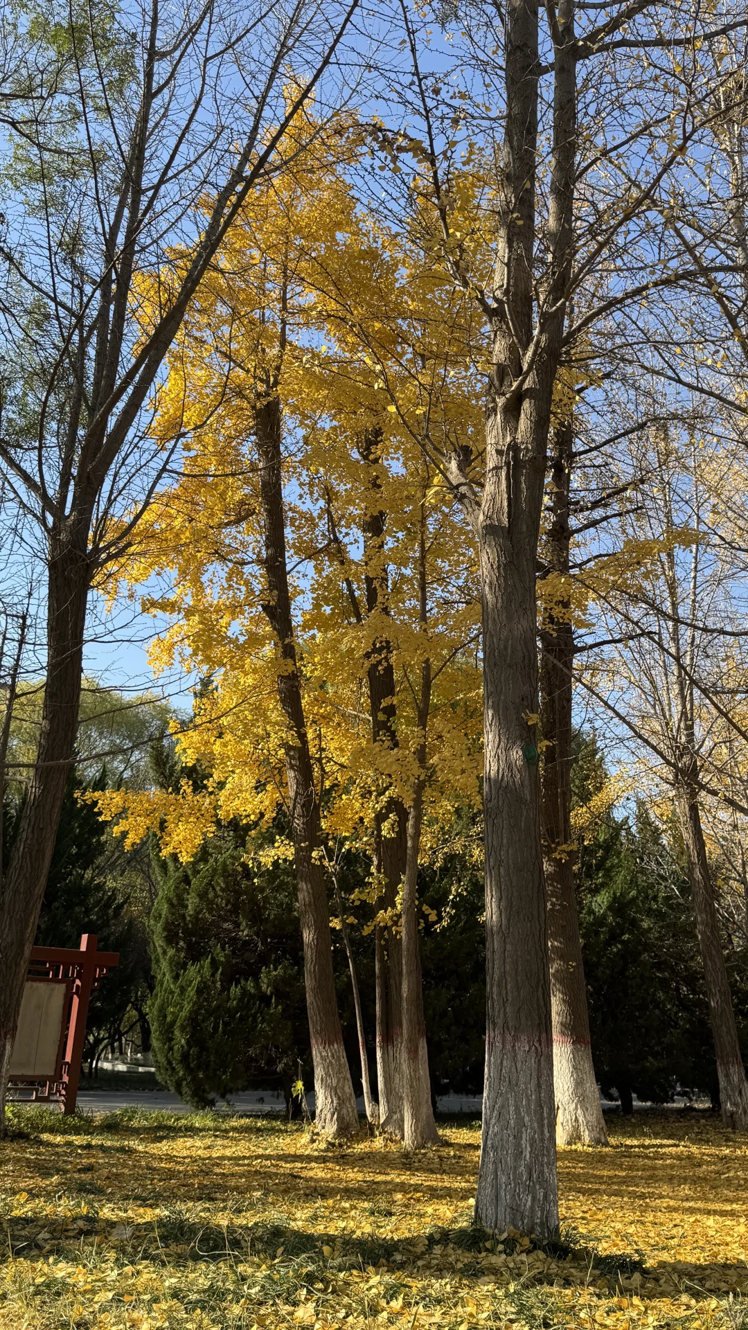 11月14号石家庄植物园现状无滤镜