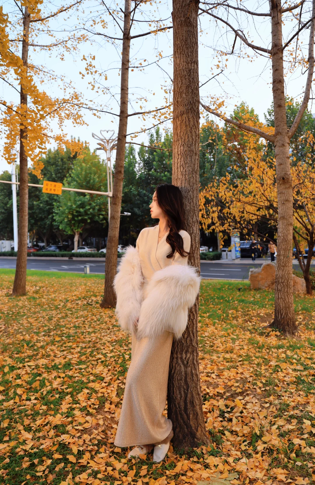 石家庄银杏大道！附带详细位置