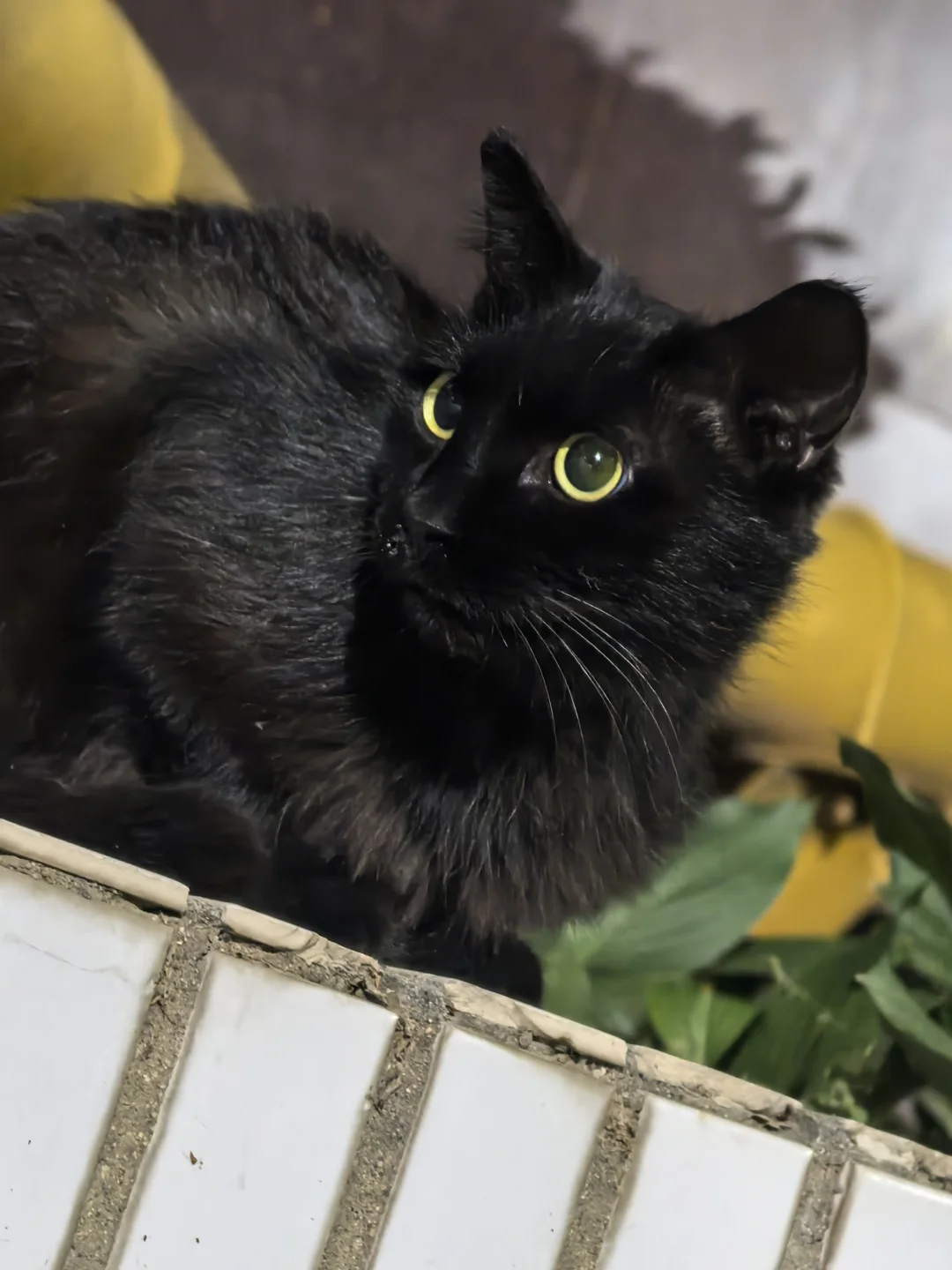 石家庄根本没有好吃的饭！！！