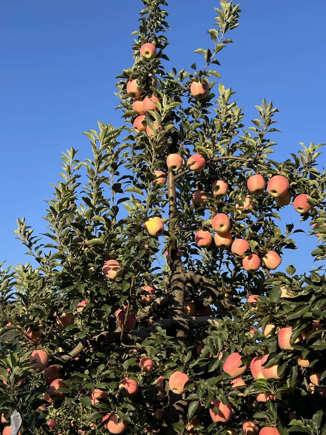 这么近那么美，广东人来河北🤩🤩