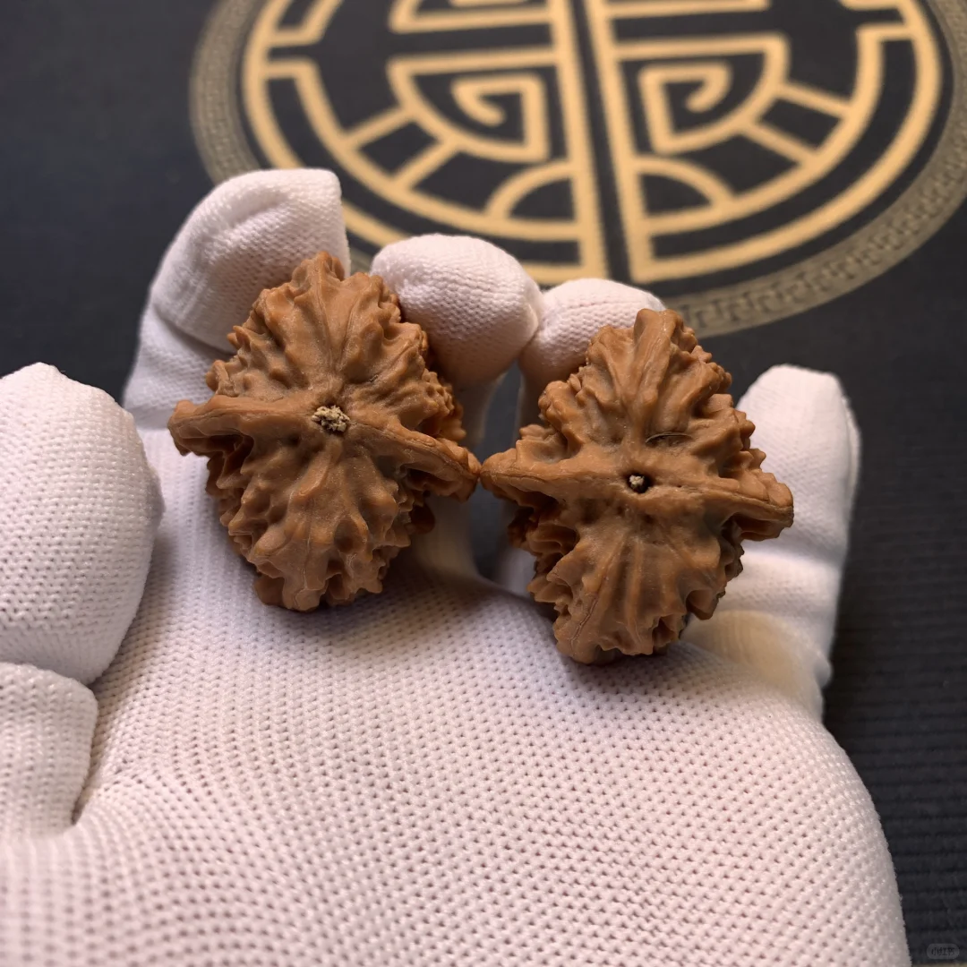 ✨邢台元宝麻核桃，新品种草来啦！