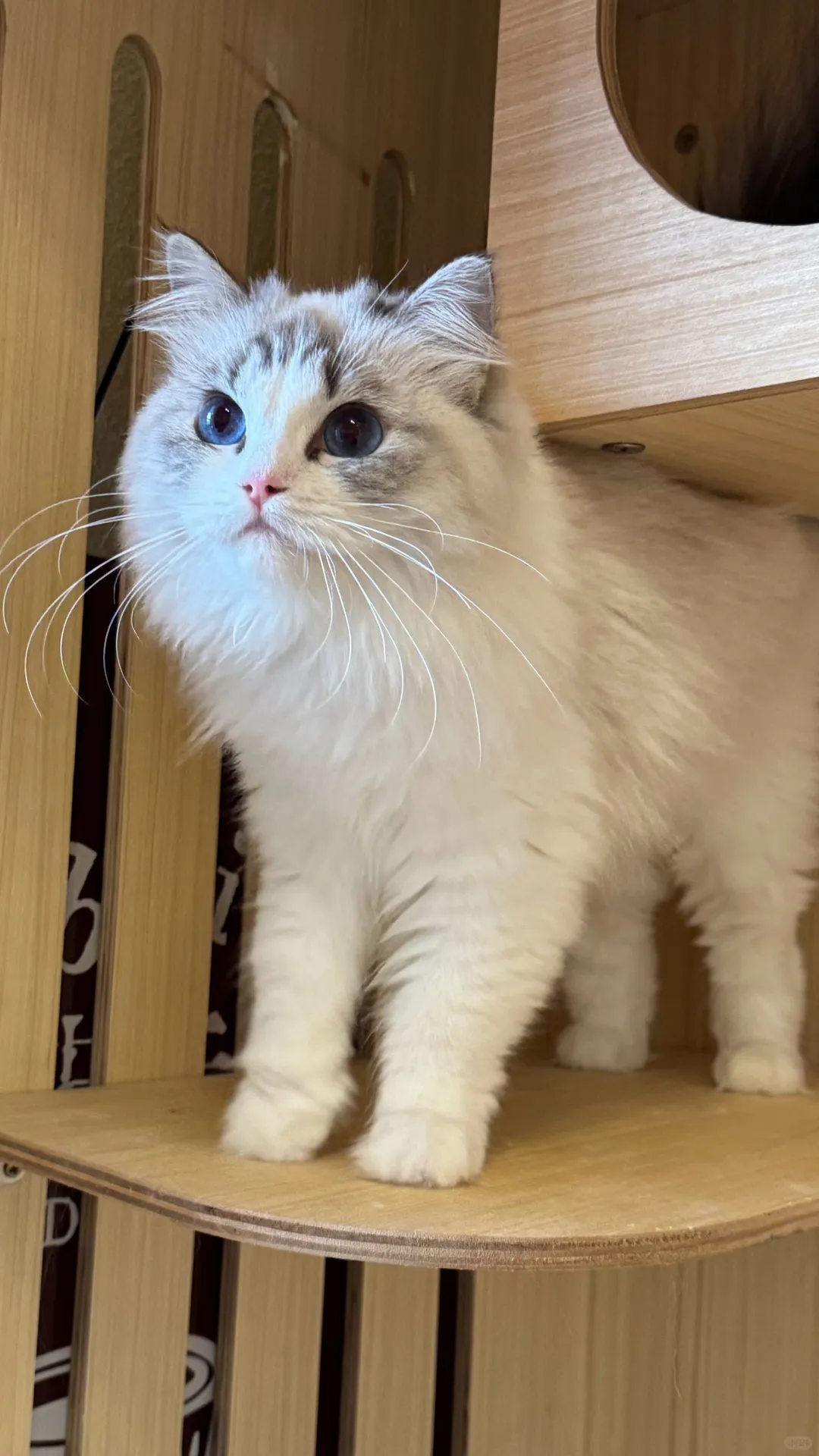 邢台咖啡！新成员