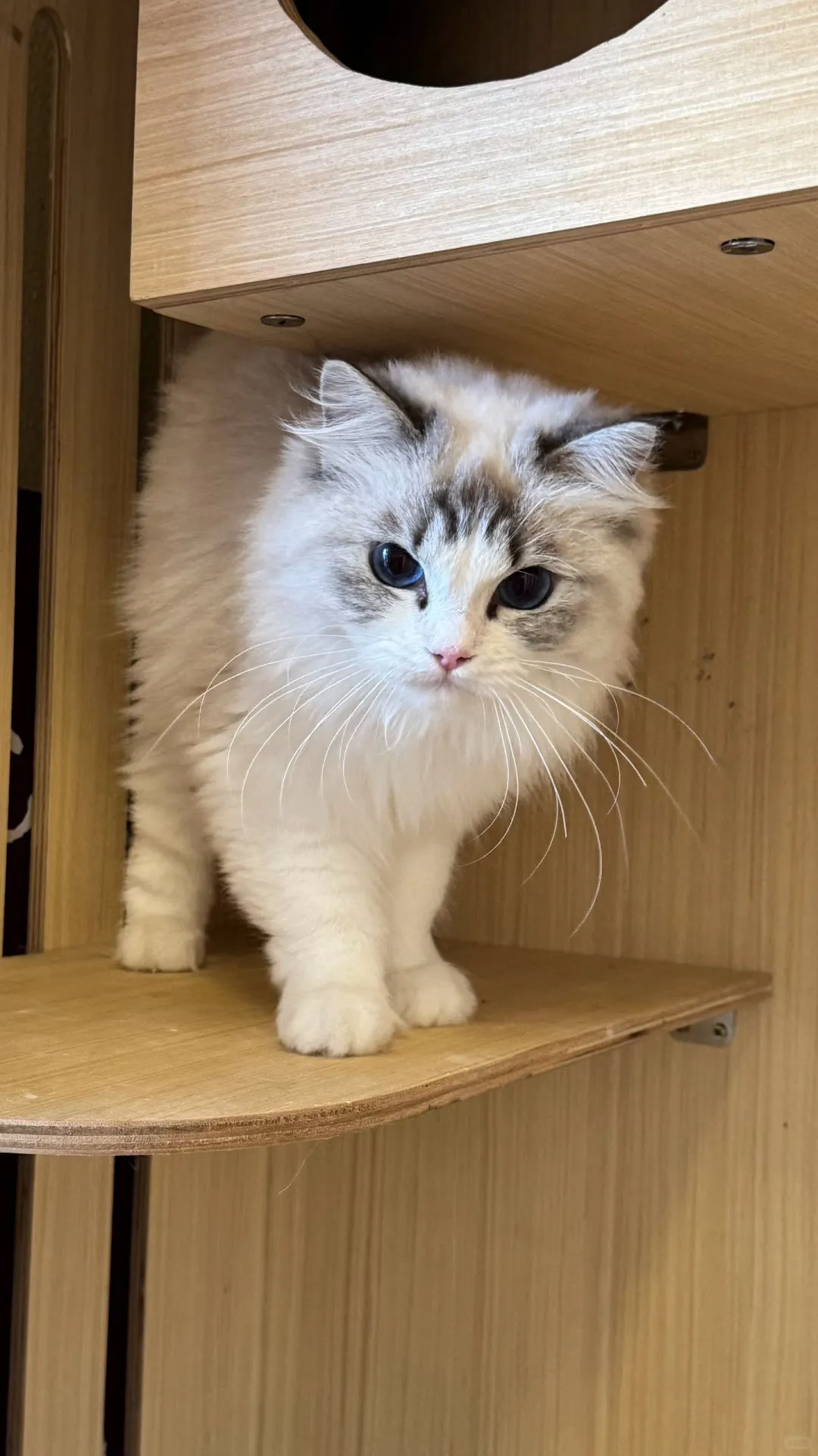 邢台咖啡！新成员