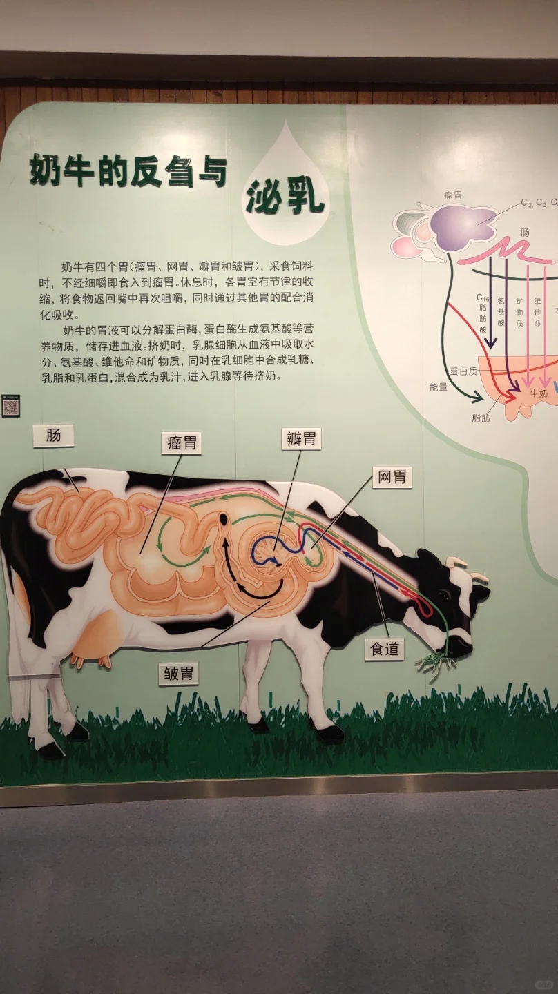 石家庄遛娃|奶牛牧场