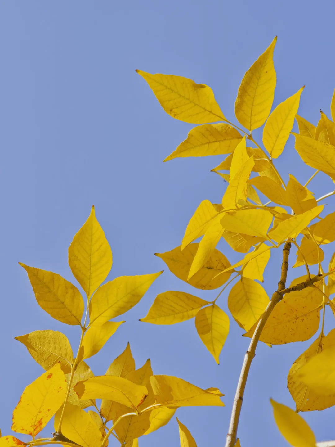 石家庄民心广场，金黄色秋景！