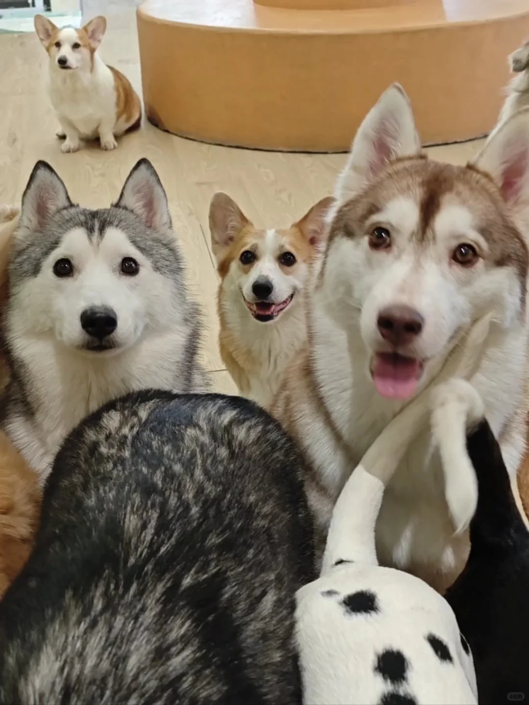 🐾石家庄狗咖店员～210/天