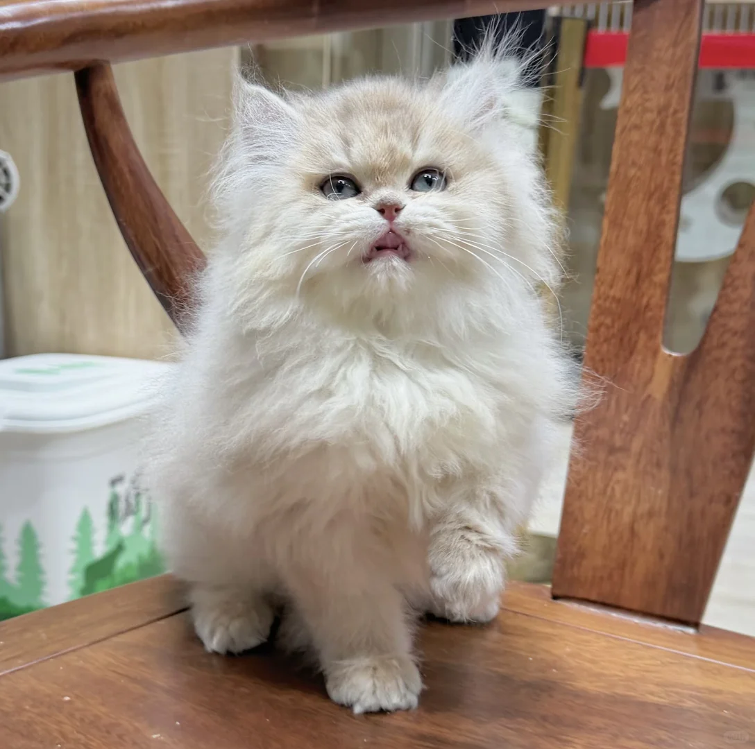 石家庄熊版长毛蓝金弟弟