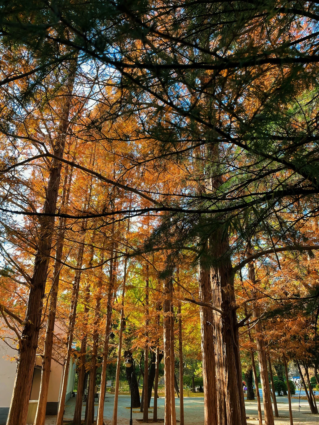 石家庄的秋天绝美！