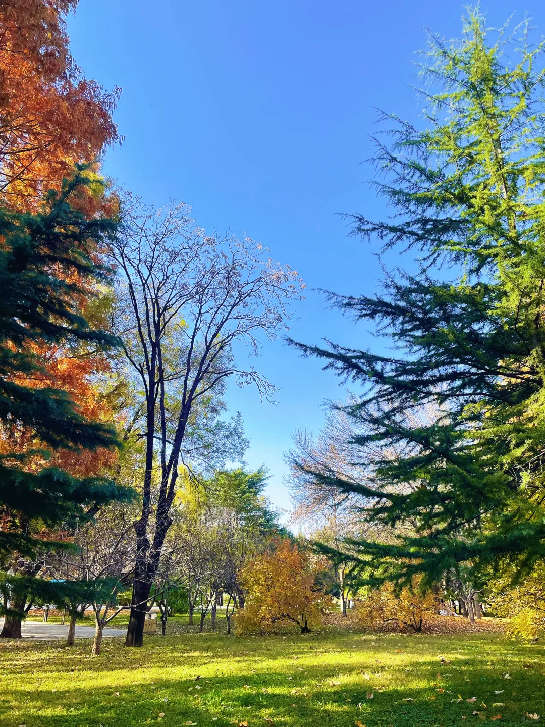 石家庄的秋天绝美！