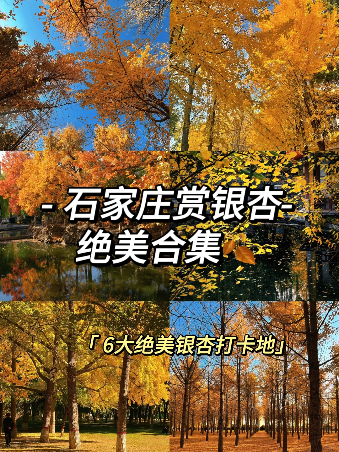 石家庄，赏银杏的绝美打卡地！