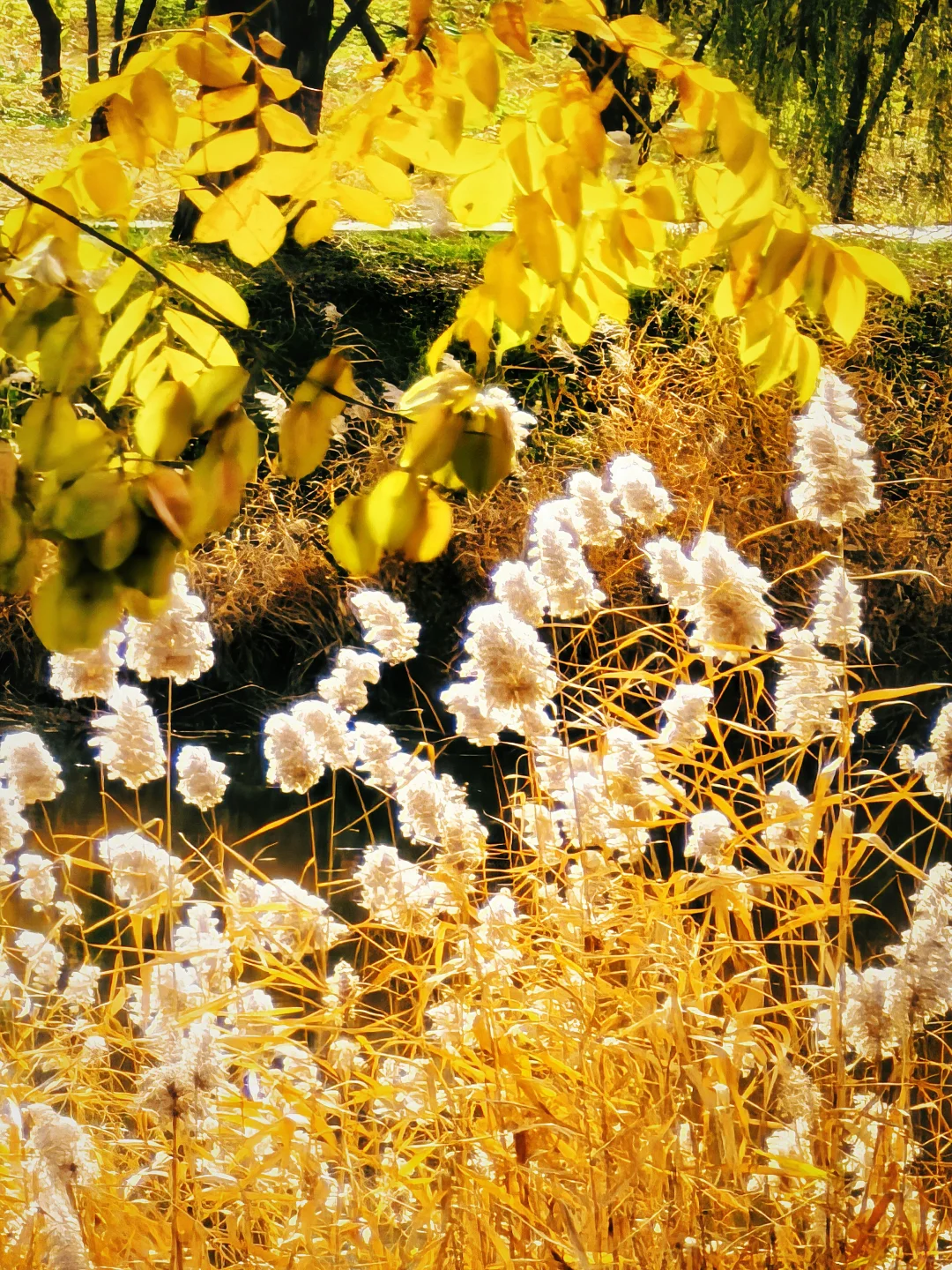 石家庄杏花沟的秋🍁避世的氛围感浓浓！