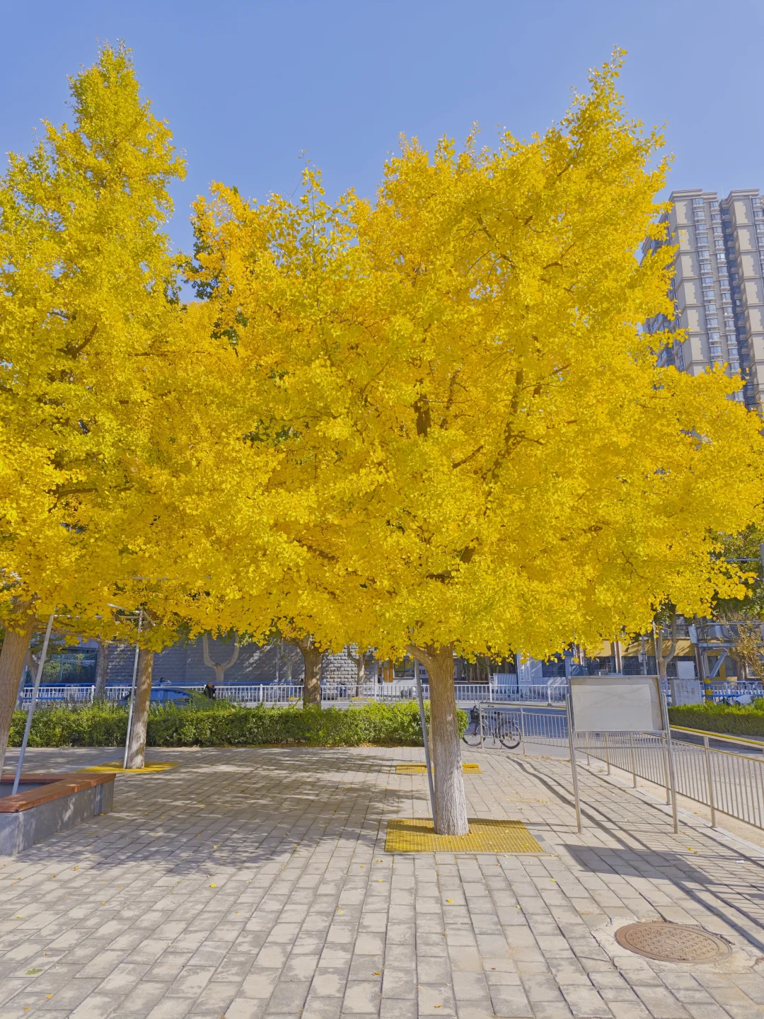 石家庄民心广场，金黄色秋景！