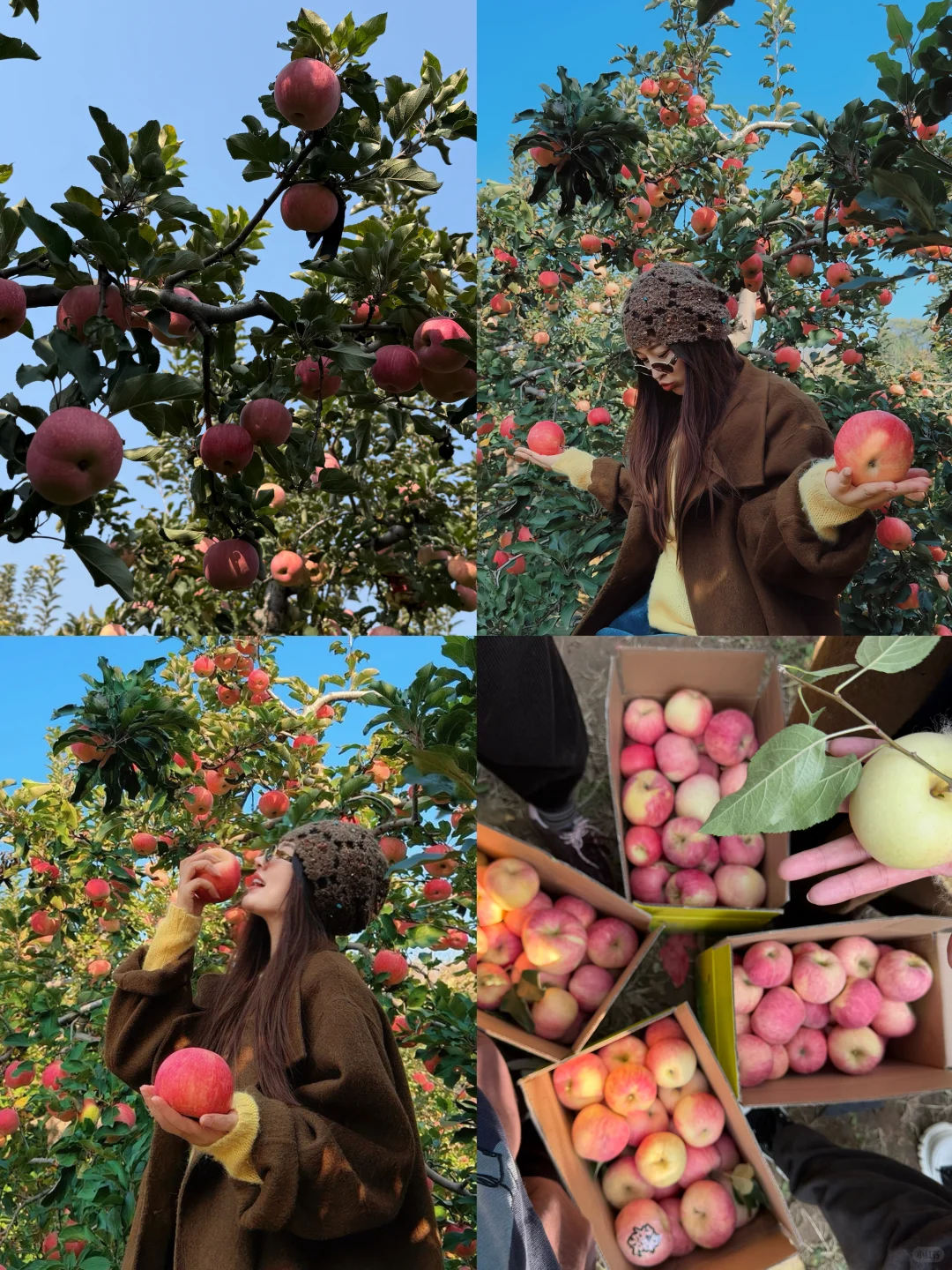 采摘的快乐谁懂！石家庄开车一小时平山采摘