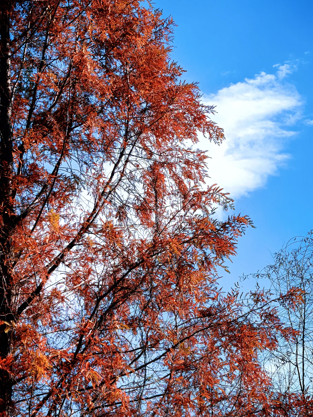 石家庄杏花沟的秋🍁避世的氛围感浓浓！