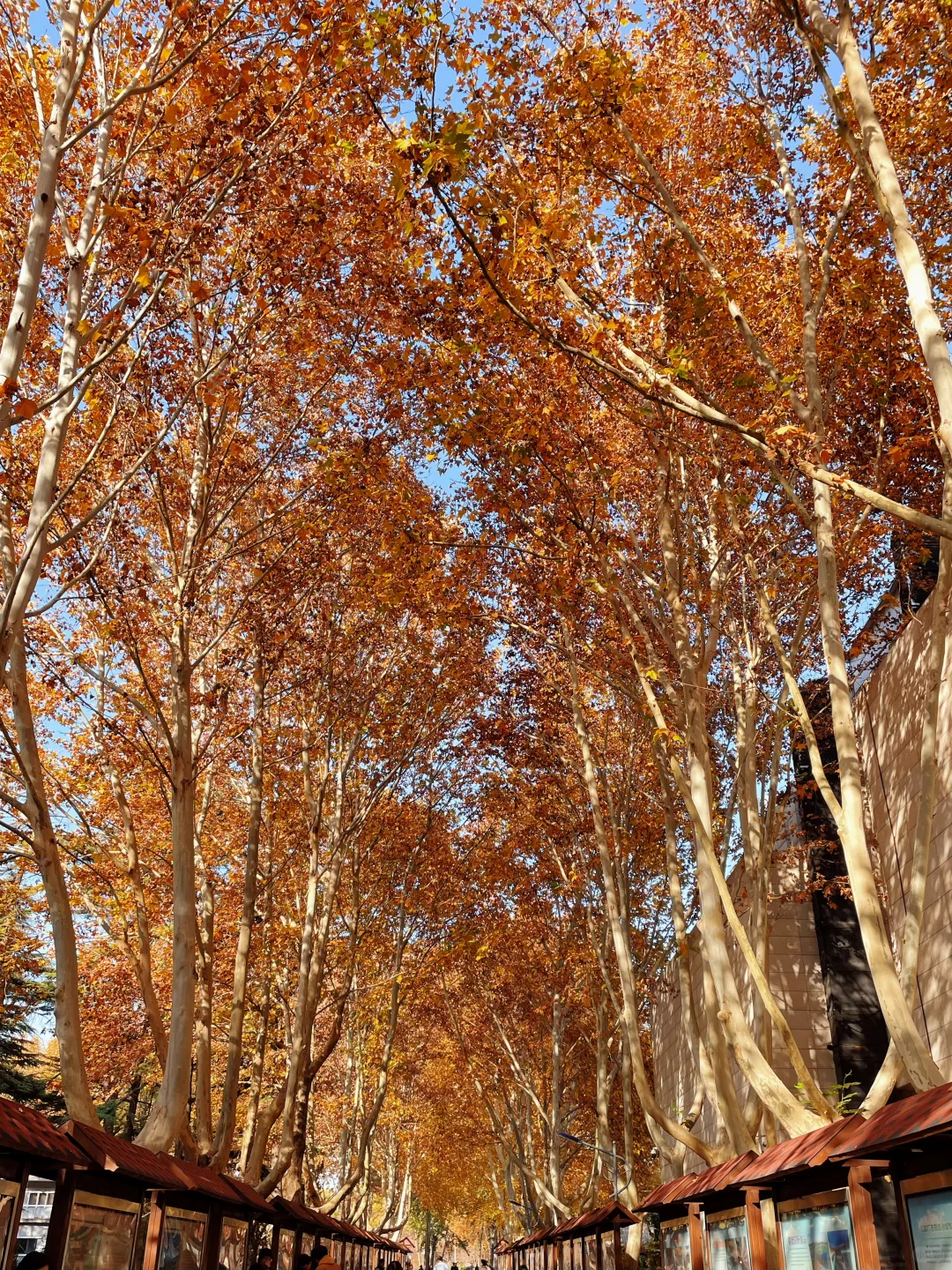 石家庄的秋天绝美！