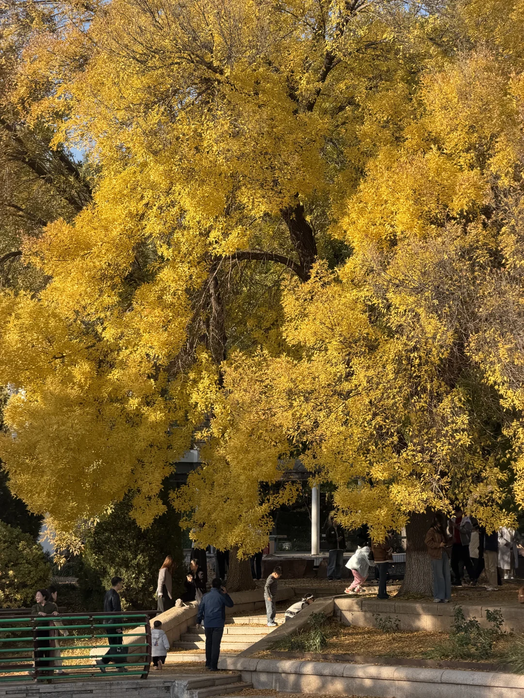 石家庄秋天嘎嘎美！