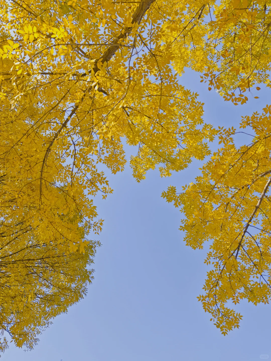 石家庄民心广场，金黄色秋景！