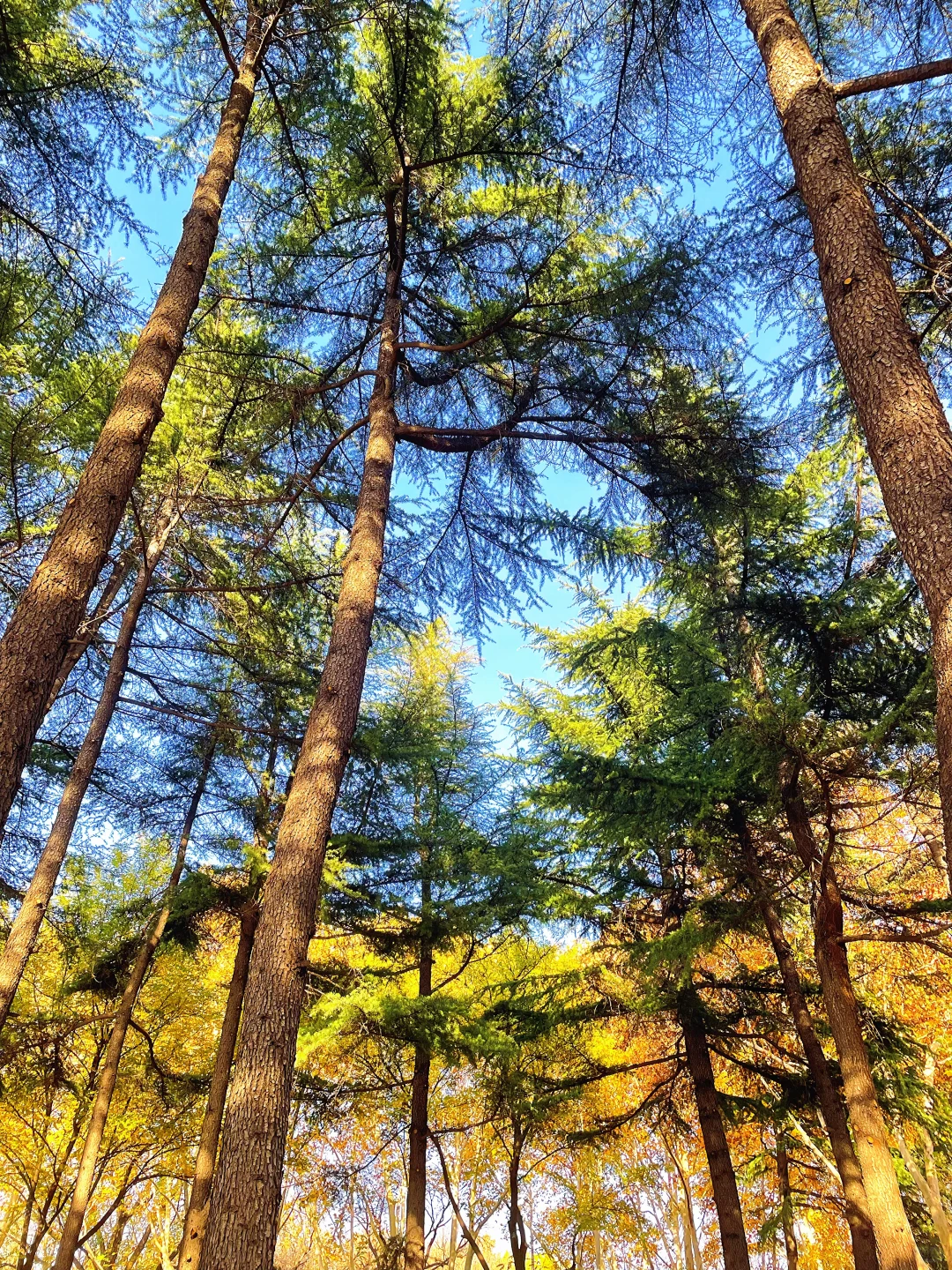 石家庄的秋天绝美！