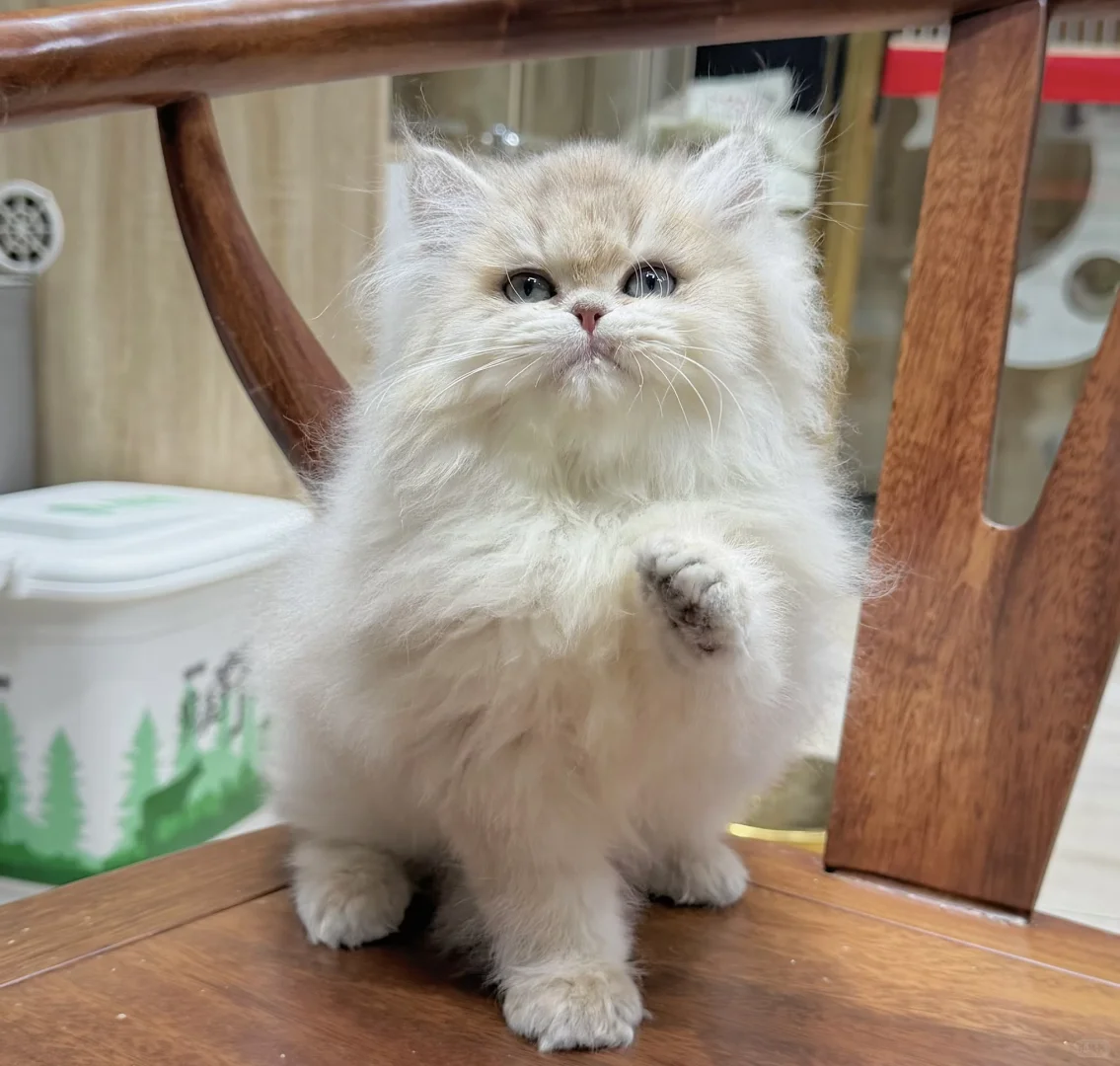 石家庄熊版长毛蓝金弟弟