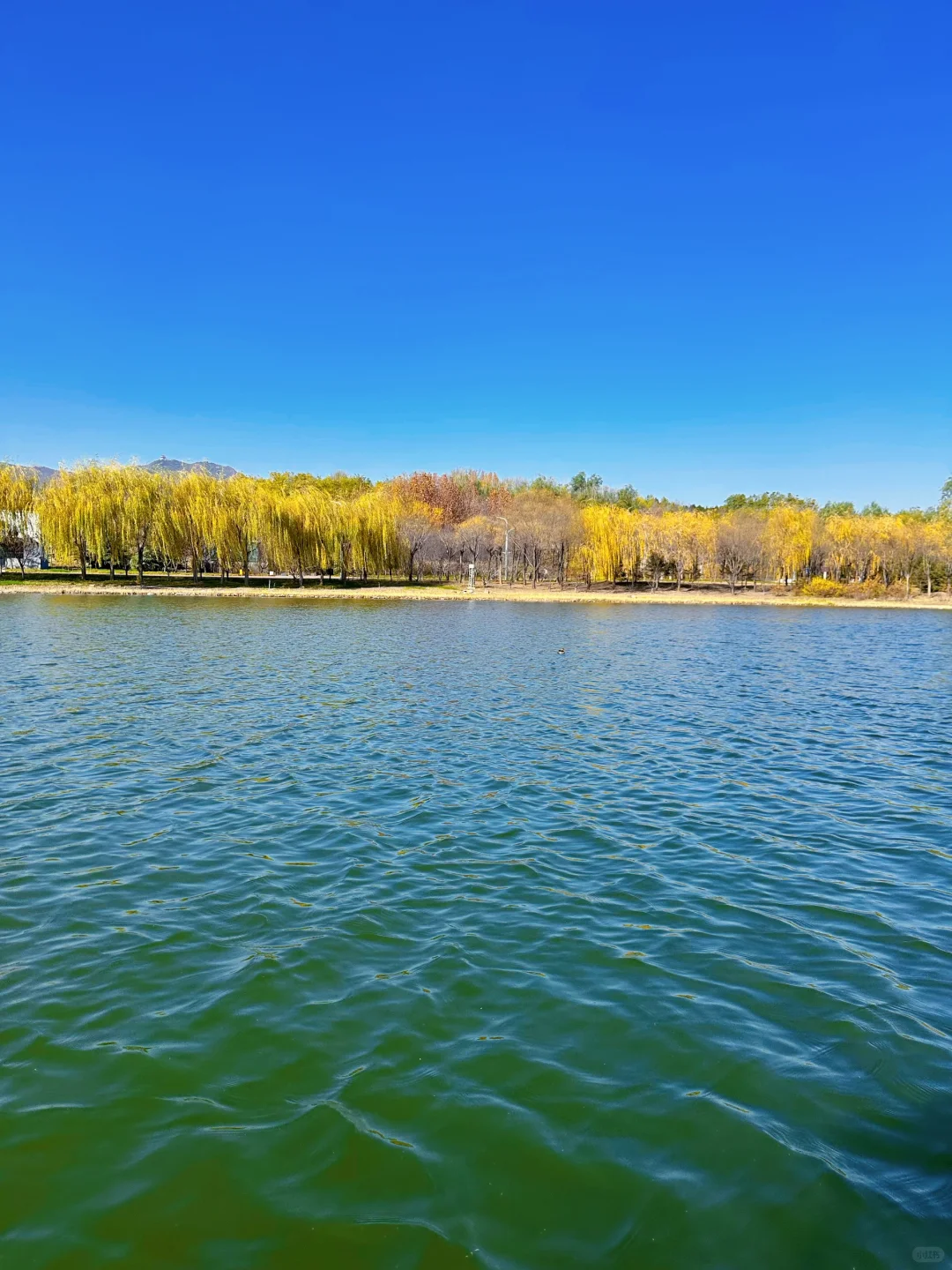 庄里初冬遛娃不费妈！龙泉湖承包全天快乐🦆