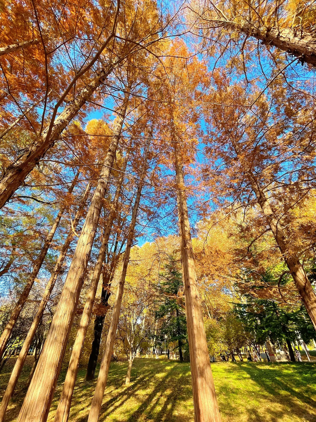 石家庄的秋天绝美！