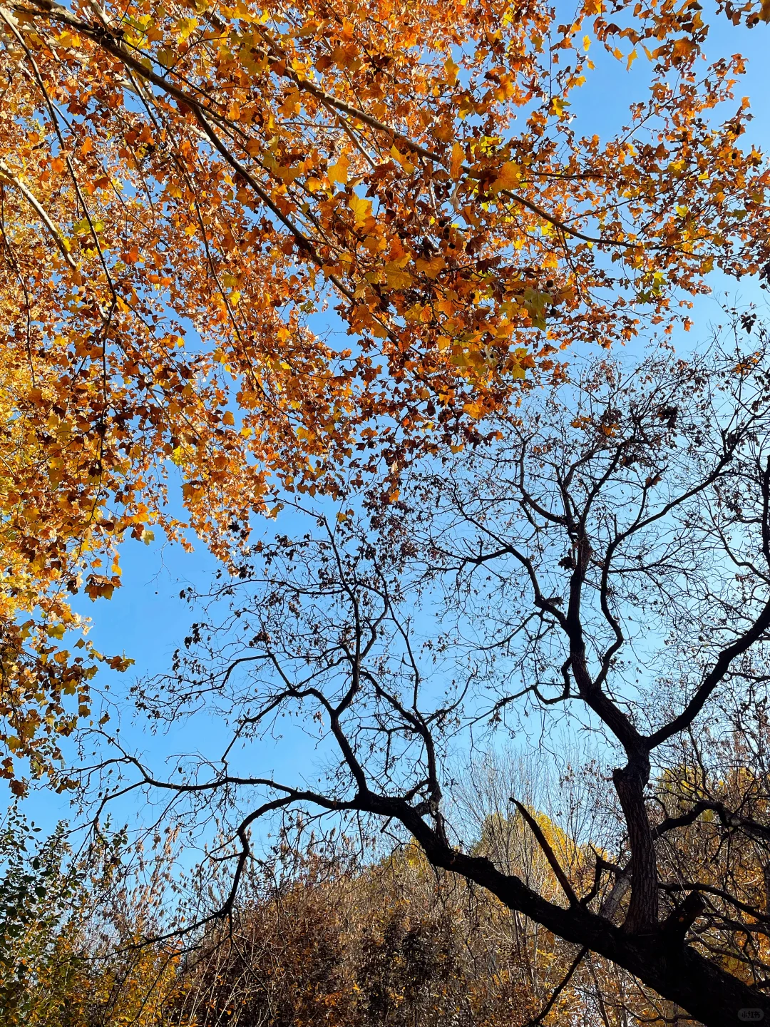 石家庄的秋天绝美！