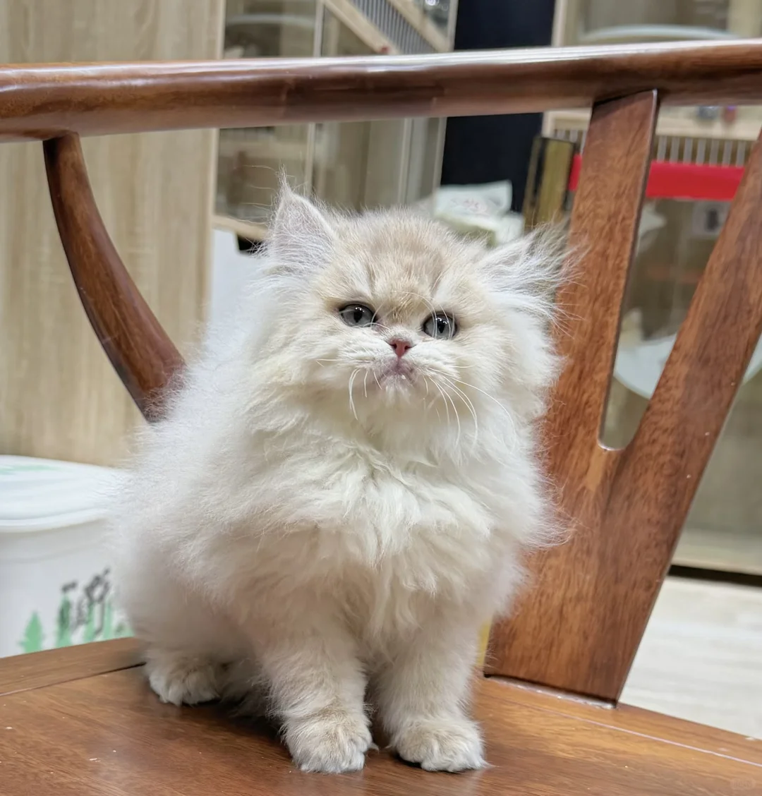 石家庄熊版长毛蓝金弟弟