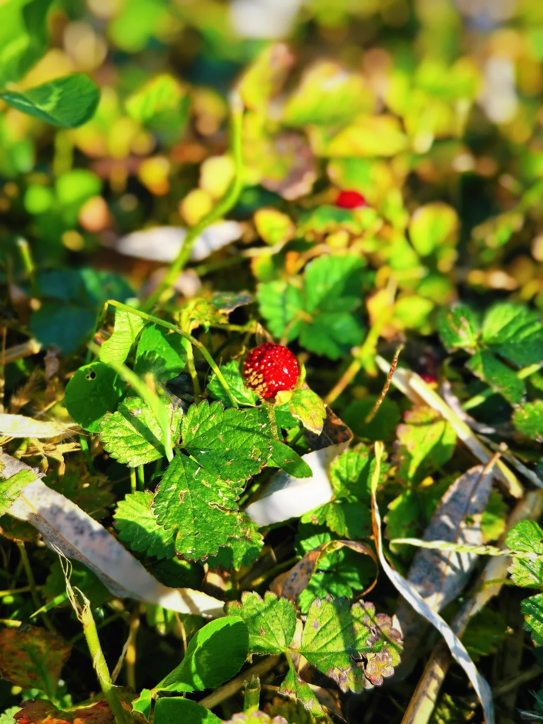 石家庄杏花沟的秋🍁避世的氛围感浓浓！