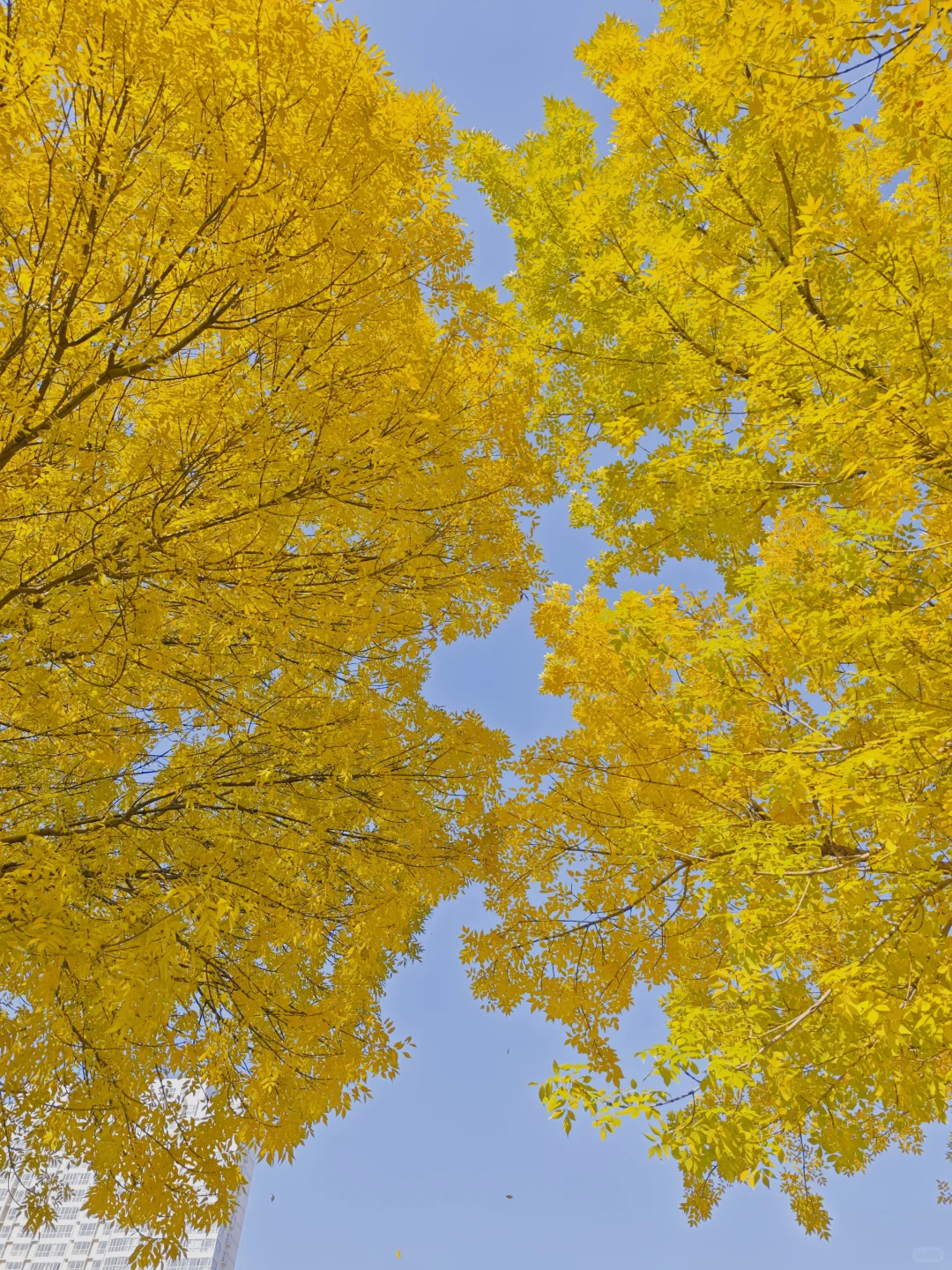 石家庄民心广场，金黄色秋景！